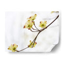 Dovwood Detlete Ii - James McLoughlin | Cuadro decorativo de Canvas Lab