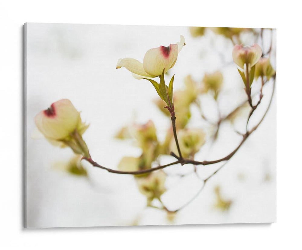 Dovwood Detlete Iii - James McLoughlin | Cuadro decorativo de Canvas Lab