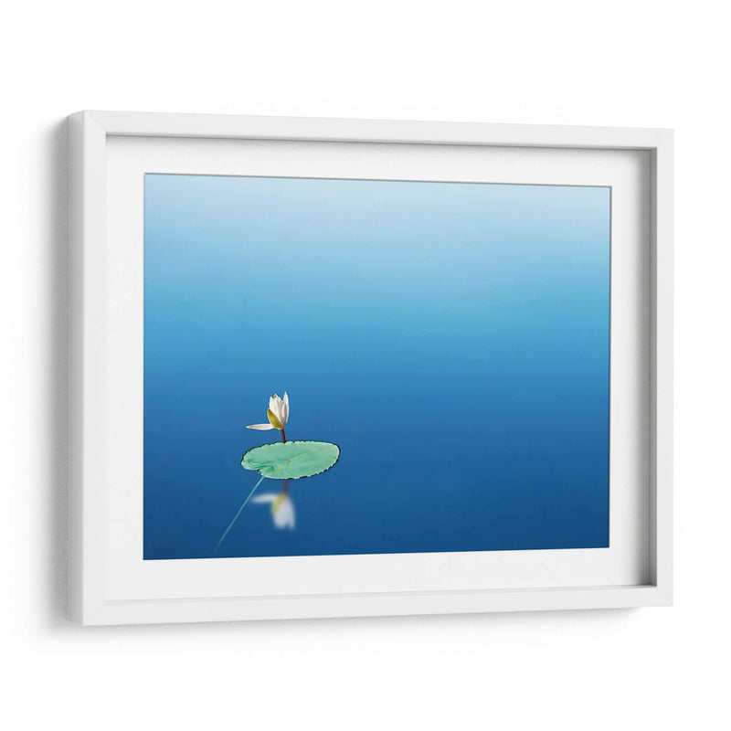 Lilypad I - James McLoughlin | Cuadro decorativo de Canvas Lab