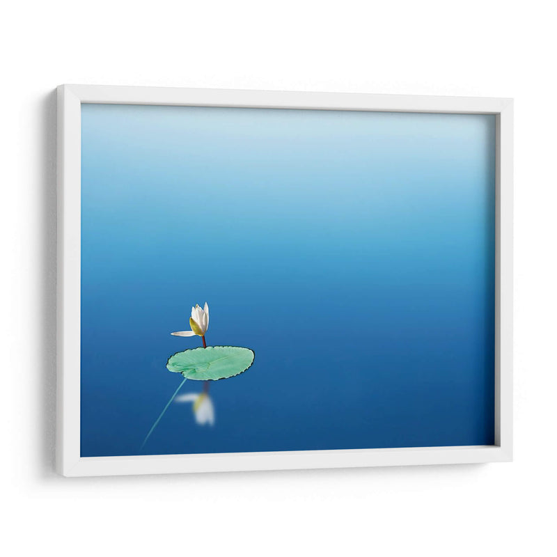 Lilypad I - James McLoughlin | Cuadro decorativo de Canvas Lab