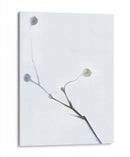 Brotes Blancos I - James McLoughlin | Cuadro decorativo de Canvas Lab