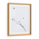 Brotes Blancos I - James McLoughlin | Cuadro decorativo de Canvas Lab
