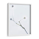 Brotes Blancos I - James McLoughlin | Cuadro decorativo de Canvas Lab