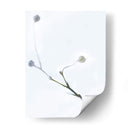 Brotes Blancos I - James McLoughlin | Cuadro decorativo de Canvas Lab