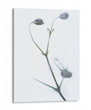 Buds Blancos Ii - James McLoughlin | Cuadro decorativo de Canvas Lab