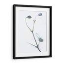 Buds Blancos Ii - James McLoughlin | Cuadro decorativo de Canvas Lab
