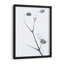 Buds Blancos Ii - James McLoughlin | Cuadro decorativo de Canvas Lab