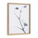 Buds Blancos Ii - James McLoughlin | Cuadro decorativo de Canvas Lab