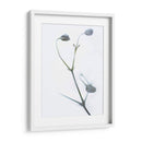 Buds Blancos Ii - James McLoughlin | Cuadro decorativo de Canvas Lab