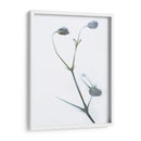 Buds Blancos Ii - James McLoughlin | Cuadro decorativo de Canvas Lab