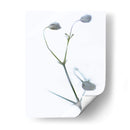 Buds Blancos Ii - James McLoughlin | Cuadro decorativo de Canvas Lab