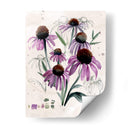 Flores Silvestres Púrpuras Ii - Jennifer Paxton Parker | Cuadro decorativo de Canvas Lab