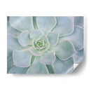 Libro De Cuentos Suculento I - Jason Johnson | Cuadro decorativo de Canvas Lab