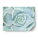 Libro De Cuentos Suculento Ii - Jason Johnson | Cuadro decorativo de Canvas Lab