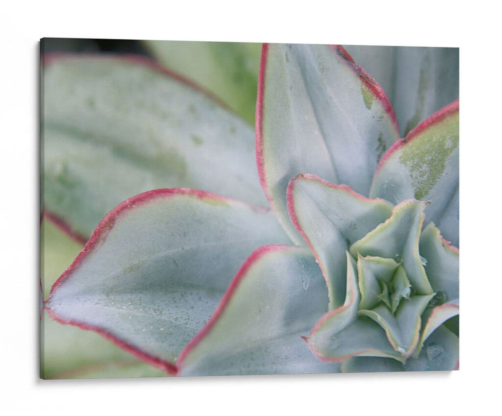 Desert Star I - Jason Johnson | Cuadro decorativo de Canvas Lab