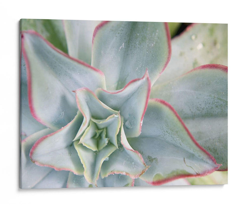 Estrella Desierta Ii - Jason Johnson | Cuadro decorativo de Canvas Lab