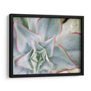 Estrella Desierta Ii - Jason Johnson | Cuadro decorativo de Canvas Lab