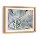 Estrella Desierta Ii - Jason Johnson | Cuadro decorativo de Canvas Lab