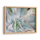 Estrella Desierta Ii - Jason Johnson | Cuadro decorativo de Canvas Lab