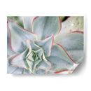 Estrella Desierta Ii - Jason Johnson | Cuadro decorativo de Canvas Lab