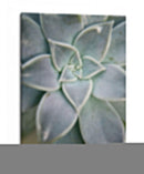 Jardín Colgante Suculento I - Jason Johnson | Cuadro decorativo de Canvas Lab