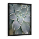 Jardín Colgante Suculento I - Jason Johnson | Cuadro decorativo de Canvas Lab
