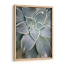 Jardín Colgante Suculento I - Jason Johnson | Cuadro decorativo de Canvas Lab