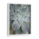Jardín Colgante Suculento I - Jason Johnson | Cuadro decorativo de Canvas Lab