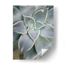 Jardín Colgante Suculento I - Jason Johnson | Cuadro decorativo de Canvas Lab