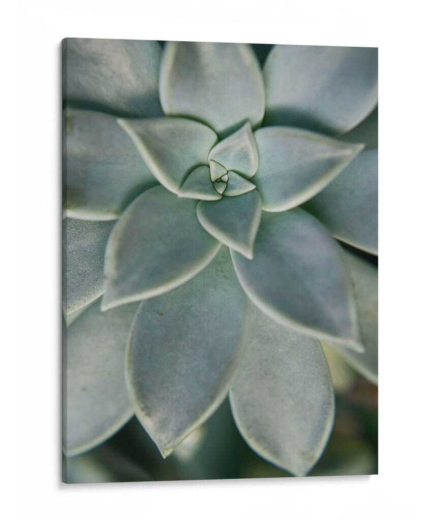 Jardín Colgante Suculenta Ii - Jason Johnson | Cuadro decorativo de Canvas Lab