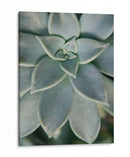 Jardín Colgante Suculenta Ii - Jason Johnson | Cuadro decorativo de Canvas Lab