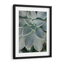 Jardín Colgante Suculenta Ii - Jason Johnson | Cuadro decorativo de Canvas Lab