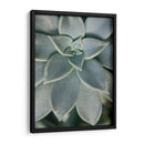 Jardín Colgante Suculenta Ii - Jason Johnson | Cuadro decorativo de Canvas Lab