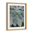 Jardín Colgante Suculenta Ii - Jason Johnson | Cuadro decorativo de Canvas Lab