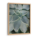 Jardín Colgante Suculenta Ii - Jason Johnson | Cuadro decorativo de Canvas Lab