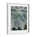 Jardín Colgante Suculenta Ii - Jason Johnson | Cuadro decorativo de Canvas Lab