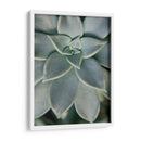 Jardín Colgante Suculenta Ii - Jason Johnson | Cuadro decorativo de Canvas Lab