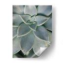 Jardín Colgante Suculenta Ii - Jason Johnson | Cuadro decorativo de Canvas Lab