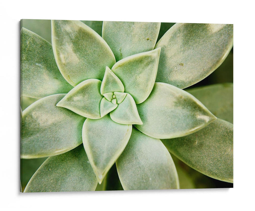 Primavera Suculenta - Jason Johnson | Cuadro decorativo de Canvas Lab
