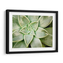 Primavera Suculenta - Jason Johnson | Cuadro decorativo de Canvas Lab