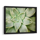 Primavera Suculenta - Jason Johnson | Cuadro decorativo de Canvas Lab