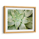 Primavera Suculenta - Jason Johnson | Cuadro decorativo de Canvas Lab