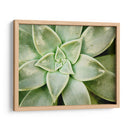 Primavera Suculenta - Jason Johnson | Cuadro decorativo de Canvas Lab