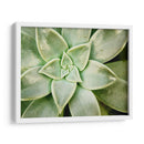 Primavera Suculenta - Jason Johnson | Cuadro decorativo de Canvas Lab