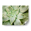 Primavera Suculenta - Jason Johnson | Cuadro decorativo de Canvas Lab