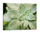 Spring Suculent Ii - Jason Johnson | Cuadro decorativo de Canvas Lab
