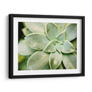 Spring Suculent Ii - Jason Johnson | Cuadro decorativo de Canvas Lab
