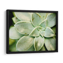 Spring Suculent Ii - Jason Johnson | Cuadro decorativo de Canvas Lab