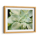 Spring Suculent Ii - Jason Johnson | Cuadro decorativo de Canvas Lab