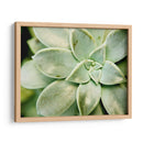 Spring Suculent Ii - Jason Johnson | Cuadro decorativo de Canvas Lab